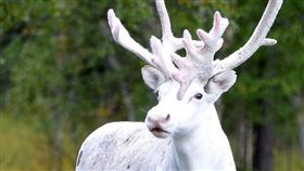 瑞典,森林,馴鹿,照片,白化症,白子,基因,薩米人,原住民,波喬,Siv Poijo(http://www.dailymail.co.uk/news/article-3870556/Rudolph-WHITE-nosed-reindeer-Incredible-picture-shows-extremely-rare-albino-stage-roaming-road-Sweden.html)