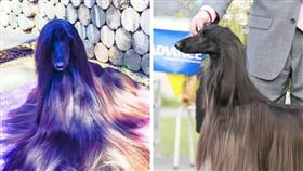 阿富汗獵犬,狗狗,汪星人,寵物,毛髮
(Luke Kavanagh臉書)