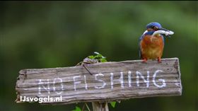 ▲霸氣小鳥無視警語抓魚。（圖／翻攝自UNILAD臉書）
https://www.facebook.com/uniladmag/videos/2422404667782578/
