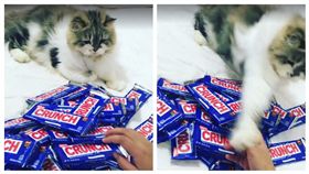 ▲貓咪認真守護零食。（圖／翻攝自Happy Cats臉書） https://www.facebook.com/HappyCatsOnline/videos/1350975334943405/