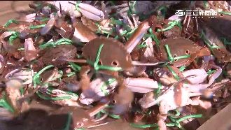 螃蟹撇步曝光　這樣挑蟹膏、蟹黃最多