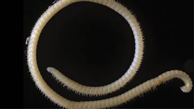 發現新物種,美國加州,紅杉國家公園　圖／翻攝自YouTube