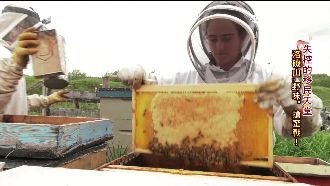 落磯山獨有佳釀　養蜂人釀造蜂蜜花酒
