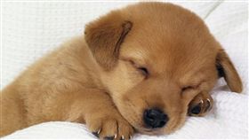 寵物,毛小孩,狗狗,做夢,睡覺　圖／翻攝自globe-views