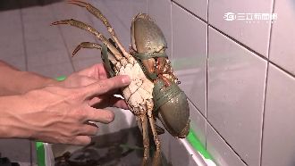 秋蟹正肥美！不過這4個部位不要吃