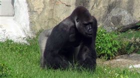 台北市立動物園28日說，2月開始的「金剛猩猩空間管理改善工程」，施工作業終於結束，深受遊客關注的金剛猩猩「寶寶」已完成健康檢查後返回新居，已正式開始與遊客見面。
（動物園提供）
中央社記者劉建邦傳真  105年10月28日