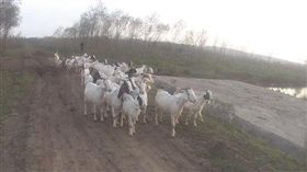 中國大陸江蘇省1名牧羊人飼養的52隻山羊日前被偷。（圖／取自揚子晚報網）http://www.yangtse.com/shehui/2016-10-28/1076174.html
