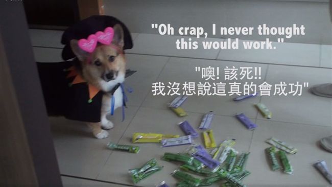 不給點心就搗蛋！柯基瓦力被成果嚇呆