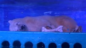 最悲傷北極熊　圖／Animals Asia,YouTube