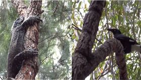 喜鵲,蜥蜴,澳洲,雪梨國家公園　圖／翻攝自YouTube