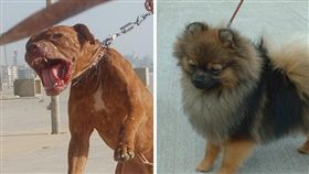 比特犬,博美,狗,咬傷,小型犬,危險犬種,寵物
（博美：Sannse at en.wikipedia
比特犬：維基百科）