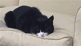 英亂入外交部喵星人 圖/翻攝自Greg Hands IG 16:9