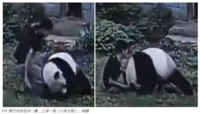 貓熊　圖／翻攝自星島日報網站