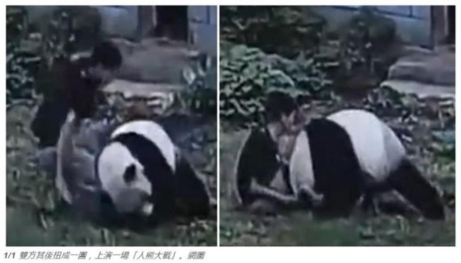 陸男闖圍欄摸貓熊　慘遭「抱緊處理」