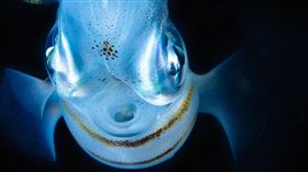 搞笑,野生,生物,動物,攝影,比賽,照片,陳翰旭,娃娃魚(中央社)