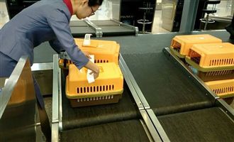 暖！女砸2年薪帶6「貓家人」嫁日本