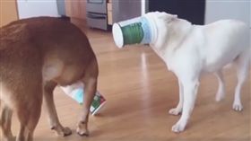 赤柴在旁邊吃的開心。（圖／翻攝自臉書）
