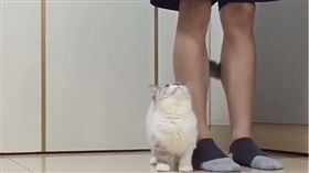 Pooky抬頭望著主人。（圖／翻攝自Instagram）