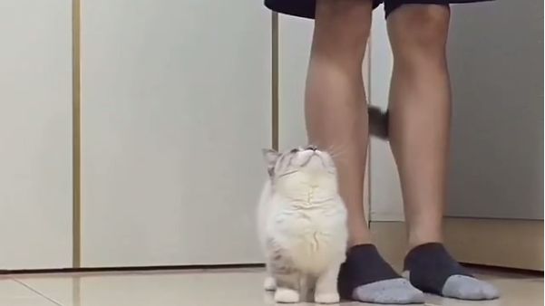 混血貓癡愛主人　緊跟腳邊眼神都是愛