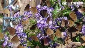 「雙年賞蝶」是每年11月開始至隔年3月在茂林國家風景區的重頭戲，此時，會有成千上萬的紫斑蝶遠渡重洋，來到此地棲息。（圖／翻攝自台灣觀光年曆）