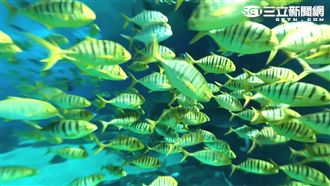 美麗的不可思議　360度觀賞鯨鯊魚