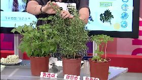 d森林療癒法1800