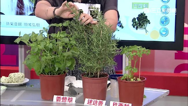 香草植物增添綠意　感受森林療癒力量