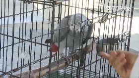 鸚鵡搞自閉1200.