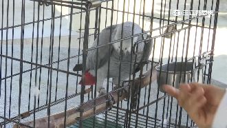 想念同伴搞自閉？鸚鵡拒食主人好傷心