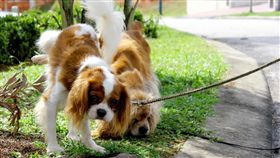 狗狗尿尿／達志影像