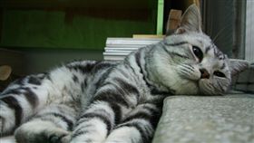 發呆,放空,貓,失神
示意圖／攝影者aking, Flickr CC License
https://www.flickr.com/photos/aking5920/2895619452/