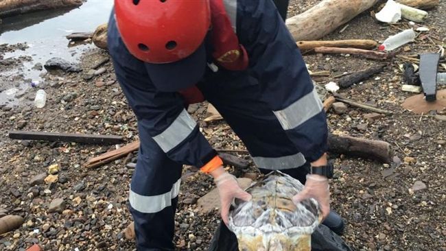疑遭船隻螺旋槳擊中　玳瑁擱淺貢寮