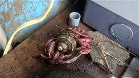 不想住水管，蘭嶼寄居蟹搶別人的殼。（圖／希．嘎剌提供／中央社）
