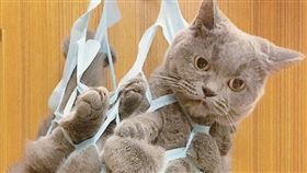 喵星人,貓咪,提網,貓,網袋,便利商店/臉書