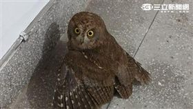 真實文！我在台北市內湖公寓樓梯間　遇見貓頭鷹