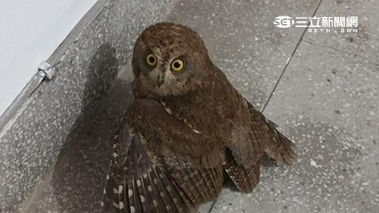 喜！北市內湖公寓樓梯間　遇見貓頭鷹