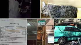 虐貓 圖/翻攝自台北貓慘案 全民來報案臉書https://www.facebook.com/%E5%8F%B0%E5%8C%97%E8%B2%93%E6%85%98%E6%A1%88-%E5%85%A8%E6%B0%91%E4%BE%86%E5%A0%B1%E6%A1%88-1506450629605816/