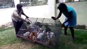 印度餐館「貓肉」偽羊肉煮香飯　圖／翻攝自每日郵報