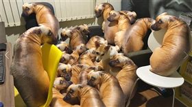 皮皮與大批狗狗抱枕。（圖／翻攝自Hero！渝柔臉書）