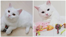 你不是貓！白貓Munji變身倉鼠跑滾輪　也愛繫牽繩散步
圖／翻攝自munjiking IG