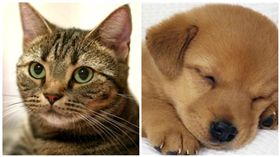 貓奴狗僕看這裡！全台貓奴狗僕大調查　台北市民最極端(圖翻攝自iris-pet.com, globe-views)