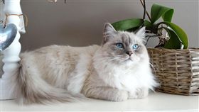 加州布偶貓,Ragdoll Cat（圖／Pixabay）