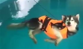 影／月月穿救生衣下水游泳　漂浮水面眼神死超無奈
圖/翻攝自爆料公社臉書粉絲專頁