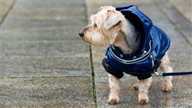 狗穿衣服／達志影像／美聯社