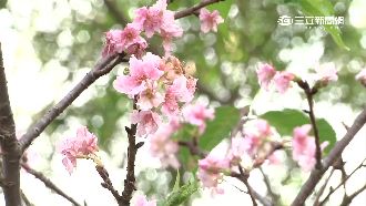 天候異常亂花期　油桐花、河津櫻開了