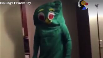 主人扮成牠最愛的玩具　黃金獵犬嗨翻