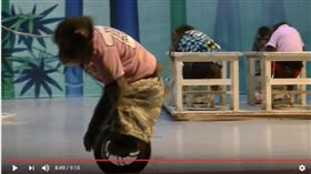 光隆馬戲團保育類日本獼猴為何滯台？林務局說分明（圖／翻攝YouTube）