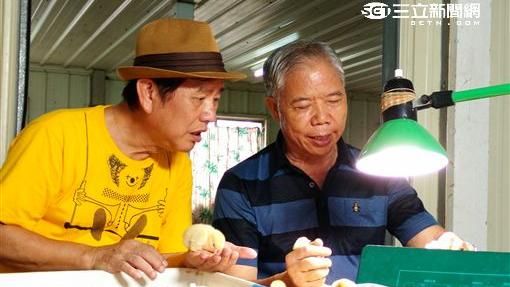 本土7年培育　養出台灣首隻命名雞！