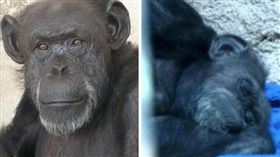 猩猩,同伴,獨居,孤獨,孤單,單獨,動物,回歸自然,憂鬱症
(騰訊新聞)