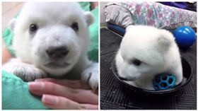 奧勒岡動物園小小明星Nora一歲啦　園方上傳影片引熱議（圖翻攝自Oregon Zoo臉書）